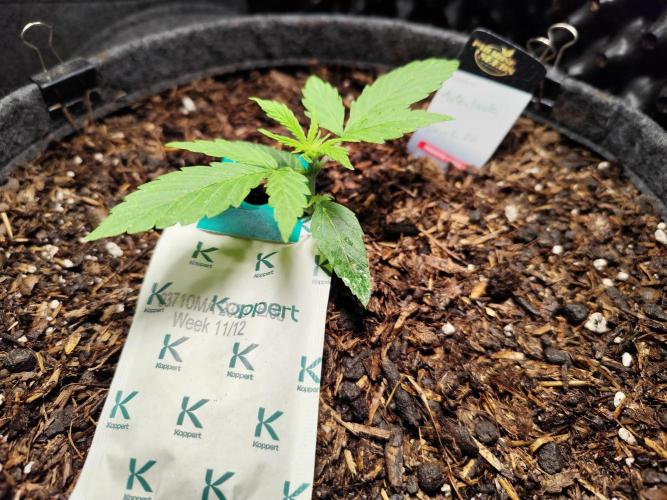 Auto Jack  von Paradise Seeds. Week 3