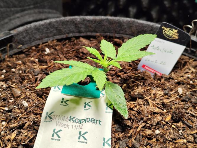 Auto Jack  von Paradise Seeds. Week 3