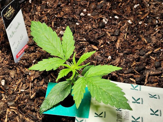 Auto Jack  von Paradise Seeds. Week 3