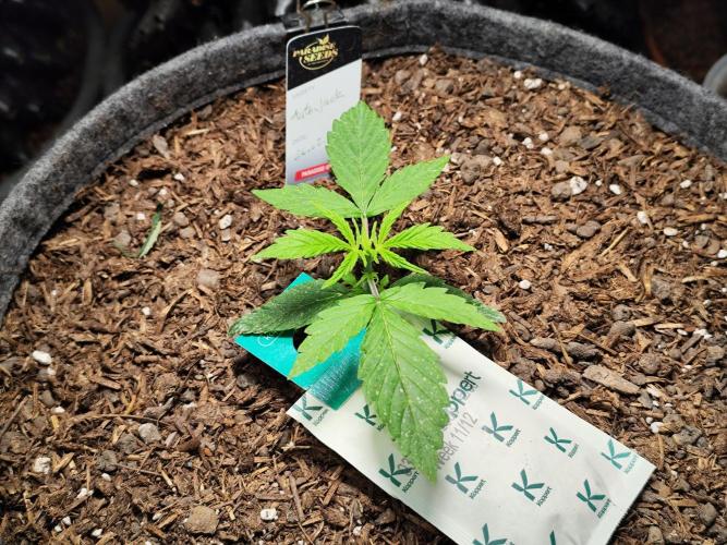 Auto Jack  von Paradise Seeds. Week 3 - Tag 24