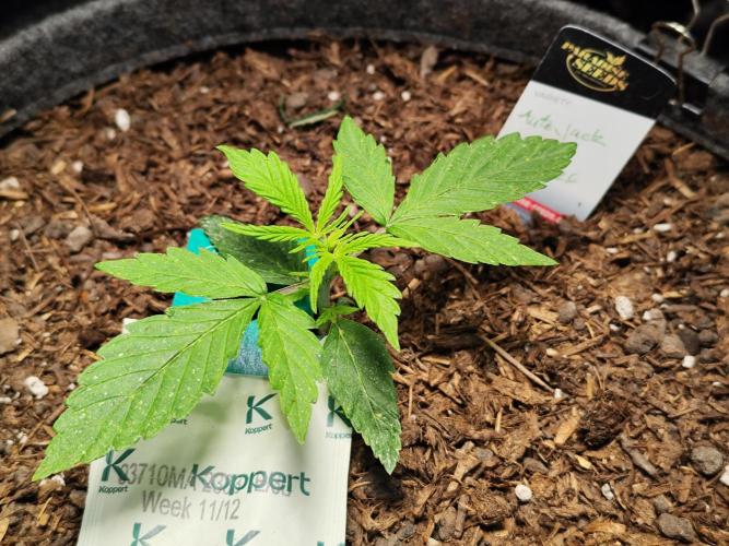 Auto Jack  von Paradise Seeds. Week 3