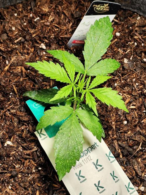 Auto Jack  von Paradise Seeds. Week 3 - Tag 25