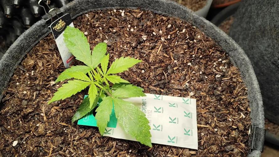 Auto Jack  von Paradise Seeds