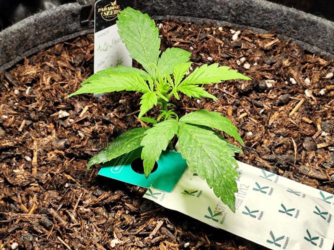 Auto Jack  von Paradise Seeds. Week 3