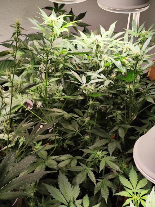 Cafe Racer Autoflower von Blimburn Seeds. Week 8 - Tag 58
