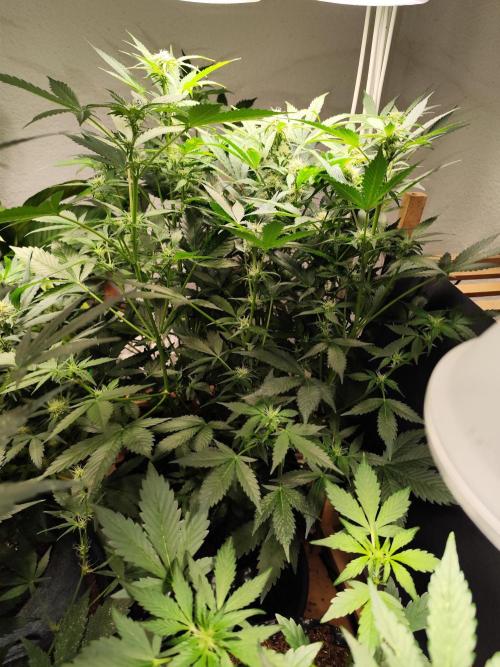Cafe Racer Autoflower von Blimburn Seeds. Week 8