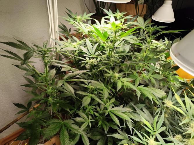 Cafe Racer Autoflower von Blimburn Seeds. Week 8