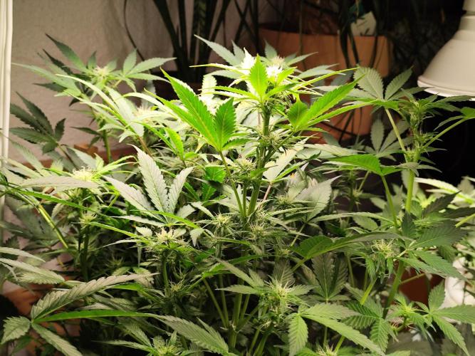 Cafe Racer Autoflower von Blimburn Seeds. Week 8