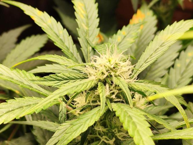 Cafe Racer Autoflower von Blimburn Seeds. Week 8