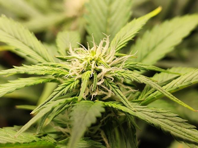Cafe Racer Autoflower von Blimburn Seeds. Week 8