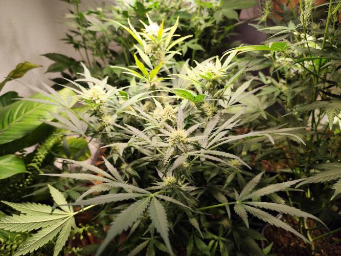 Gorilla Cookies Auto von 2Fast4Buds. Week 8 - Tag 58