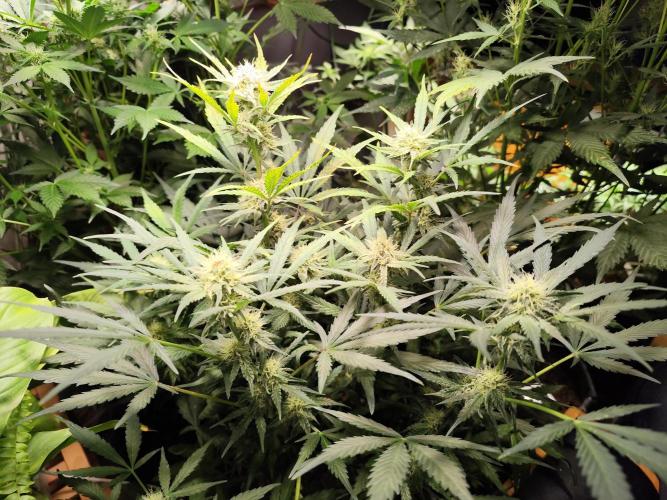 Gorilla Cookies Auto von 2Fast4Buds. Week 8
