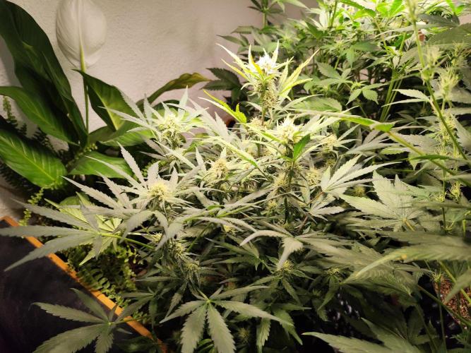 Gorilla Cookies Auto von 2Fast4Buds. Week 8