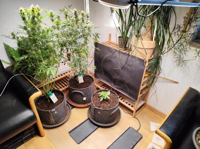 Auto Jack  von Paradise Seeds. Week 4