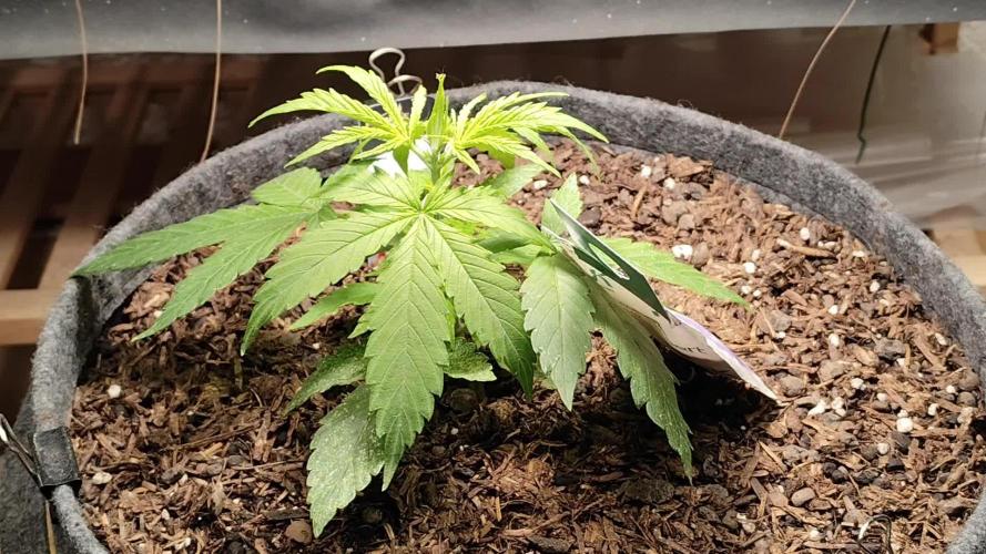 Auto Jack  von Paradise Seeds
