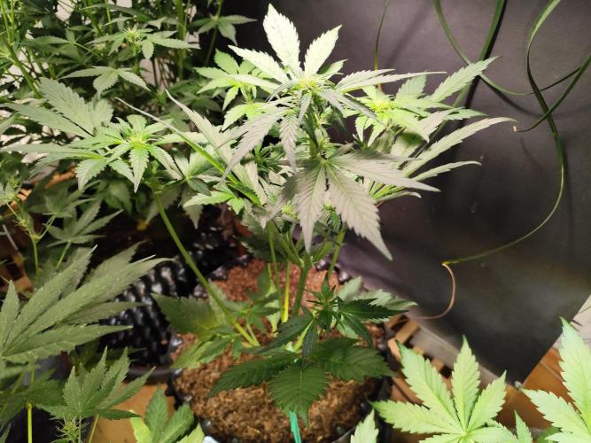 Frostbanger Auto F3 von 2Fast4Buds. Week 4 - Tag 33