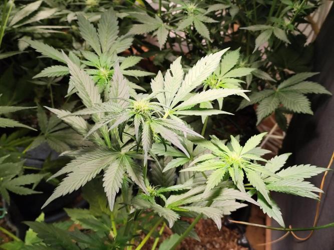 Frostbanger Auto F3 von 2Fast4Buds. Week 4