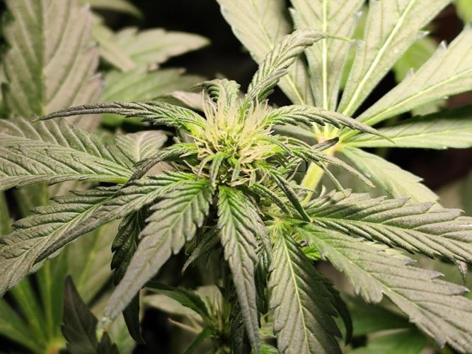 Frostbanger Auto F3 von 2Fast4Buds. Week 4