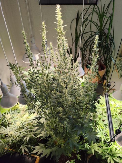 Glue Gelato Auto Strain by Barneys Farm. Week 9 - Tag 65