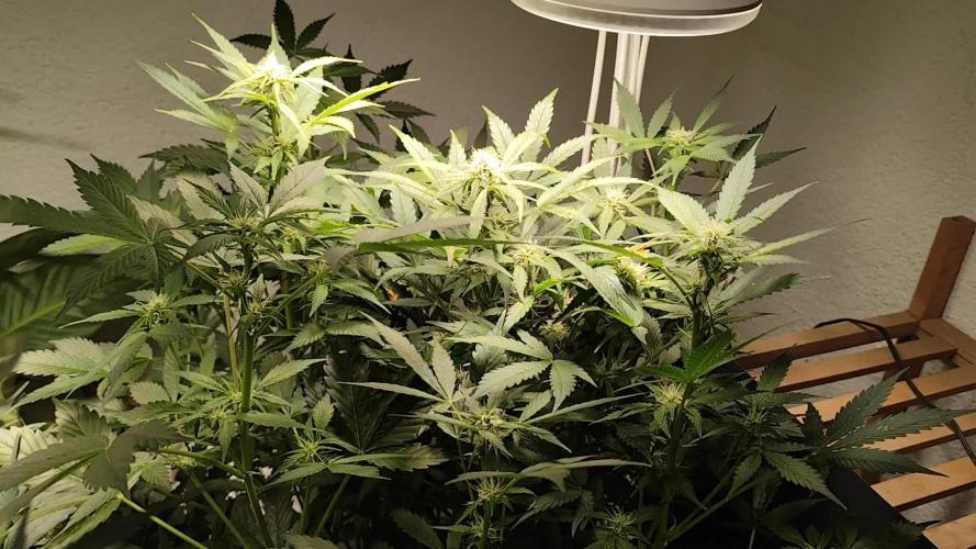 Cafe Racer Autoflower von Blimburn Seeds