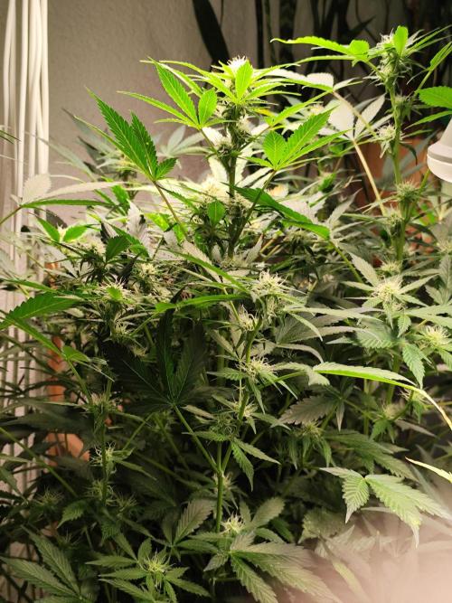 Cafe Racer Autoflower von Blimburn Seeds. Week 9