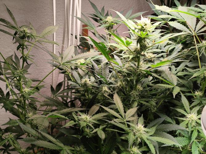 Cafe Racer Autoflower von Blimburn Seeds. Week 9
