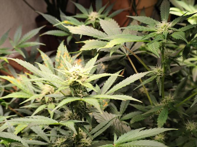 Cafe Racer Autoflower von Blimburn Seeds. Week 9