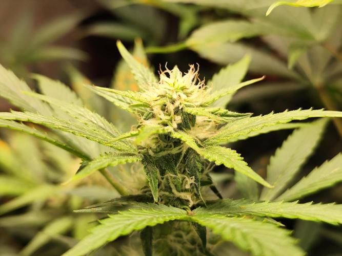 Cafe Racer Autoflower von Blimburn Seeds. Week 9