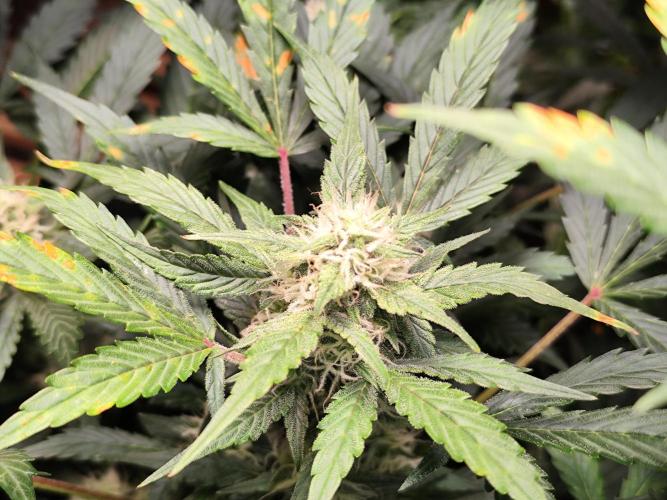 Cafe Racer Autoflower von Blimburn Seeds. Week 9