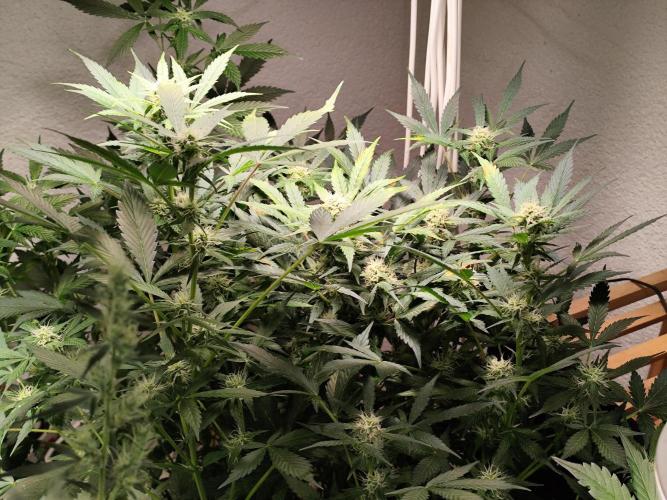 Cafe Racer Autoflower von Blimburn Seeds. Week 9