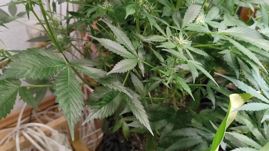 Cafe Racer Autoflower von Blimburn Seeds