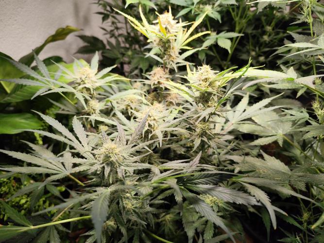 Gorilla Cookies Auto von 2Fast4Buds. Week 9