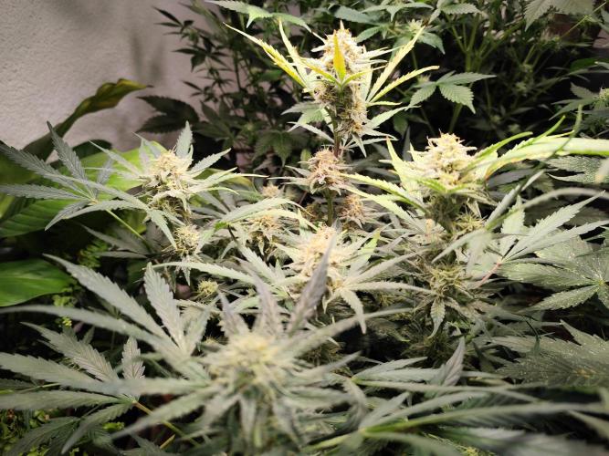 Gorilla Cookies Auto von 2Fast4Buds. Week 9