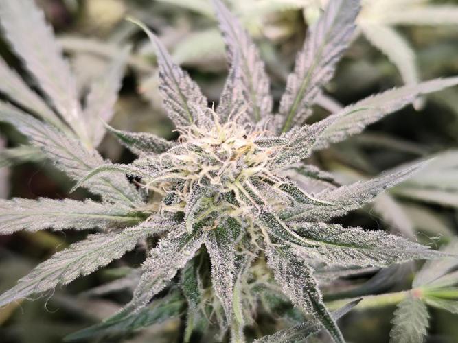 Gorilla Cookies Auto von 2Fast4Buds. Week 9