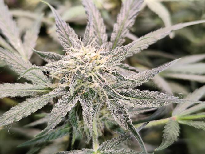 Gorilla Cookies Auto von 2Fast4Buds. Week 9