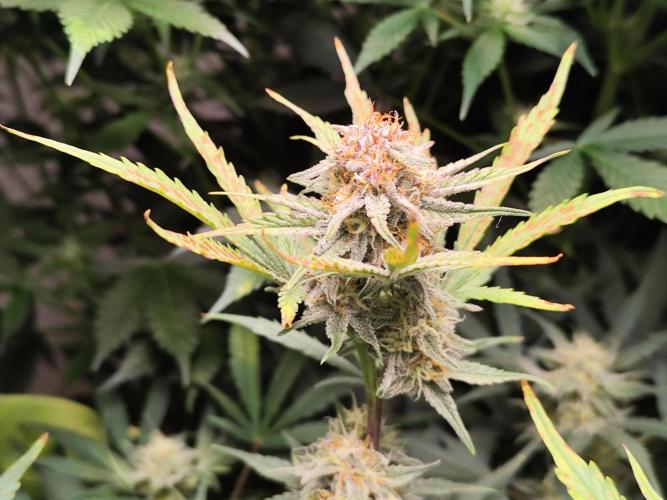 Gorilla Cookies Auto von 2Fast4Buds. Week 9