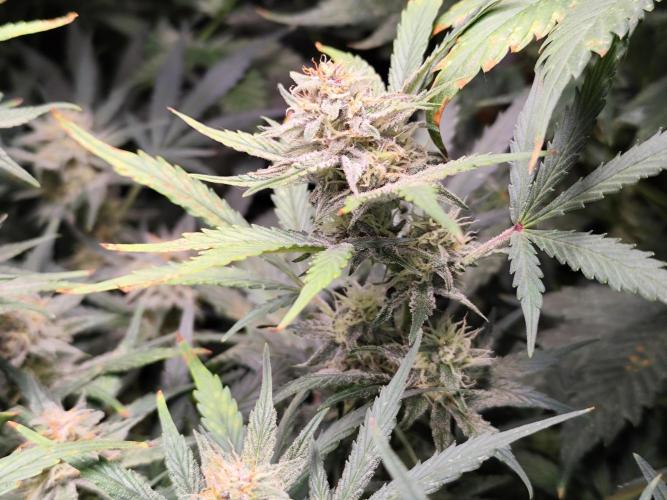 Gorilla Cookies Auto von 2Fast4Buds. Week 9