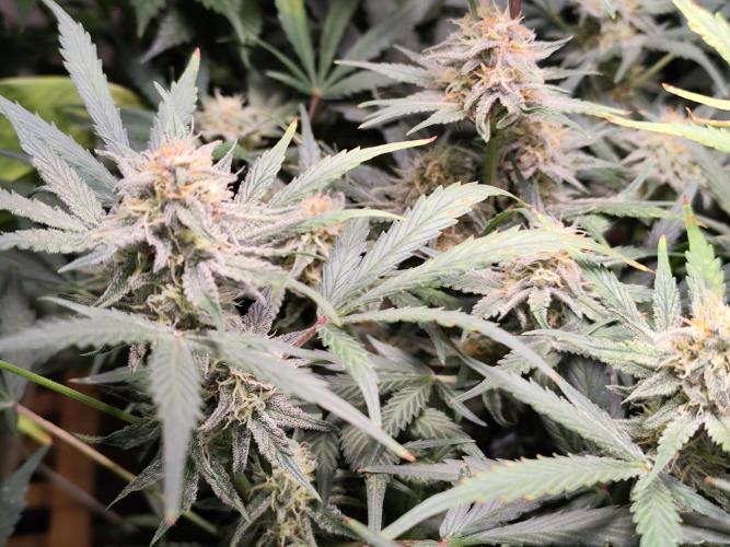 Gorilla Cookies Auto von 2Fast4Buds. Week 9
