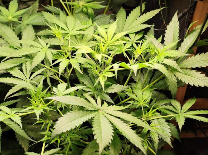 Forbidden Runtz double XL Auto Grower's. Week 5