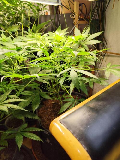 Forbidden Runtz double XL Auto Grower's. Week 5