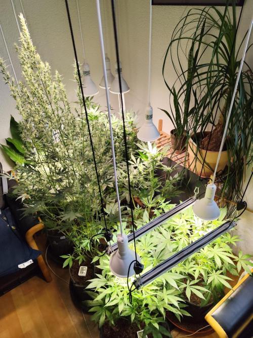 Orange Sherbet Auto von 2Fast4Buds. Week 5 - Tag 41