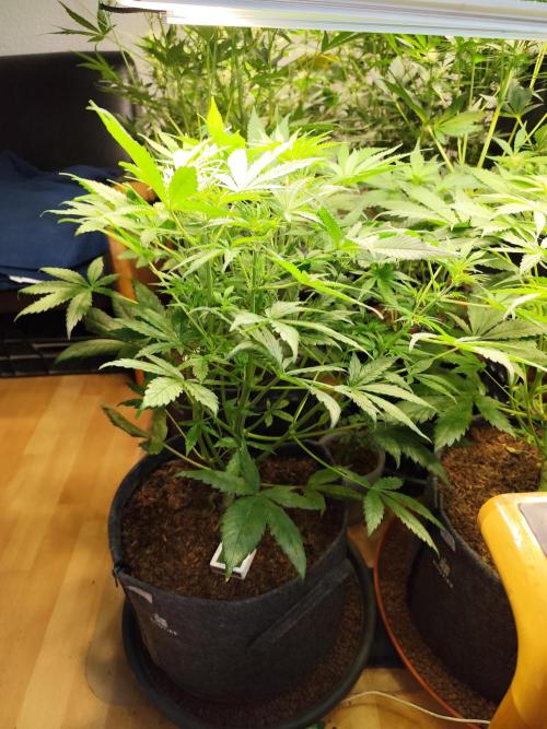 Orange Sherbet Auto von 2Fast4Buds. Week 5