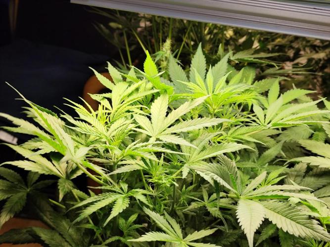 Orange Sherbet Auto von 2Fast4Buds. Week 5