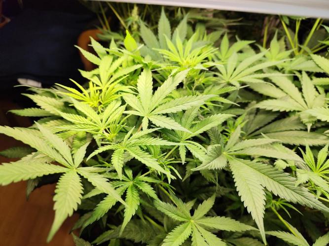 Orange Sherbet Auto von 2Fast4Buds. Week 5