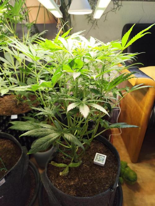 Orange Sherbet Auto von 2Fast4Buds. Week 5