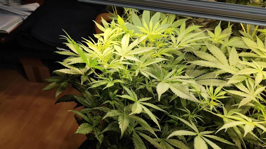 Orange Sherbet Auto von 2Fast4Buds
