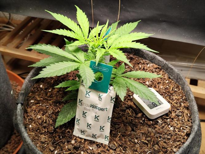 Auto Jack  von Paradise Seeds. Week 5 - Tag 35