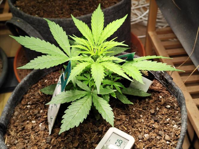 Auto Jack  von Paradise Seeds. Week 5