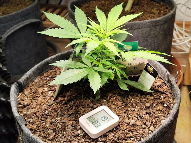 Auto Jack  von Paradise Seeds. Week 5