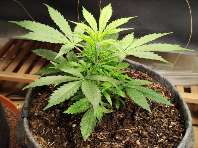 Auto Jack  von Paradise Seeds. Week 5 - Tag 38